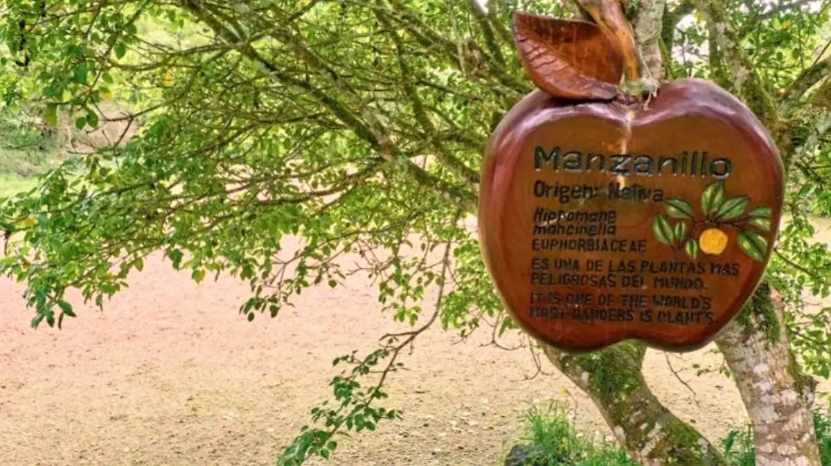 Este tenebroso árbol cubano puede causar la muerte con solo su sombra