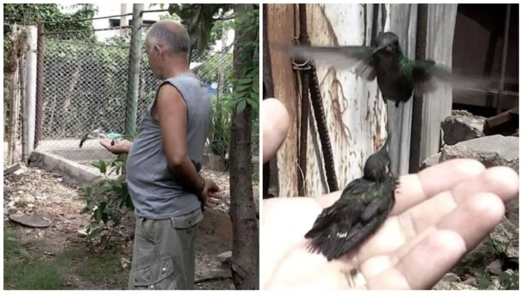 ¡Increíble! Este cubano le da de comer a los zunzunes de su mano