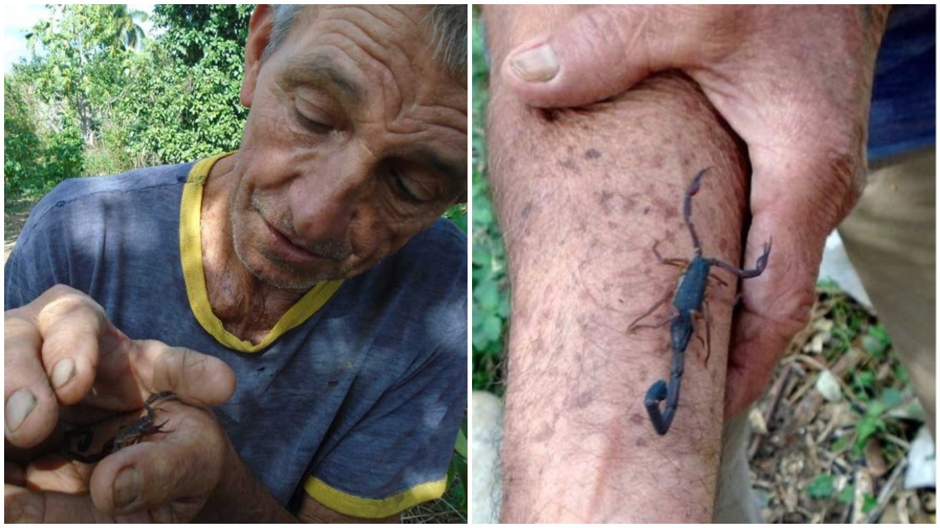 ¡Increíble! Este guajiro cubano se deja picar por alacranes para espantar enfermedades