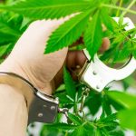 Masiva operación contra plantaciones ilegales de marihuana en Colorado que pertenecían a "mafia cubana"