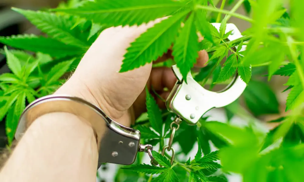 Masiva operación contra plantaciones ilegales de marihuana en Colorado que pertenecían a "mafia cubana"