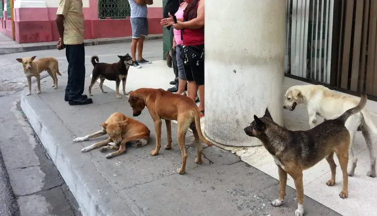 Vuelve A Hacer Recogida Masiva De Perros Callejeros En Santa Clara Para Que La Ciudad No